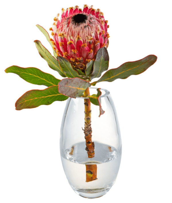 Flower Arrangement of King Protea in Glass Vase