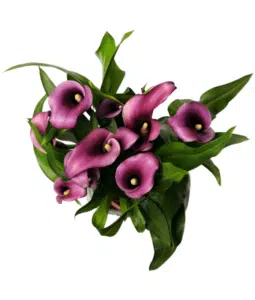 Beautiful Purple Calla Lilies Wedding Bouquet