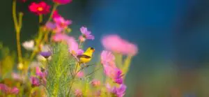 Pink Yellow Blue Green Photocentric Bird Flower