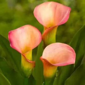 calla-lilies