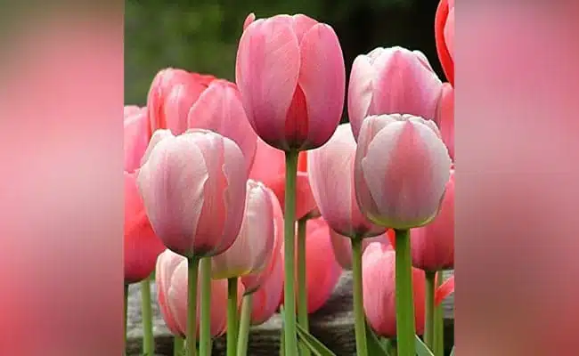 tulip-most-beautiful-flowers